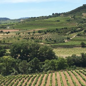 Espectacular ruta del Vino & pescado, Paisaje con viñedo