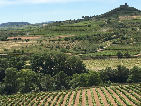 Espectacular ruta del Vino & pescado, Paisaje con viñedo